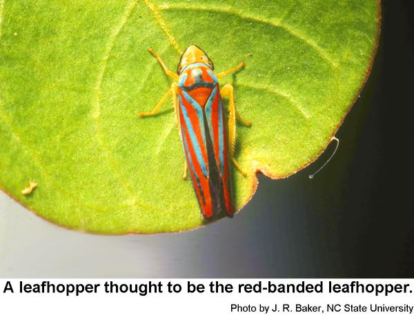 Thumbnail image for The Redbanded Leafhopper on Ornamental Plants